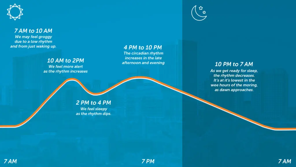Circadian Rhythm Explained