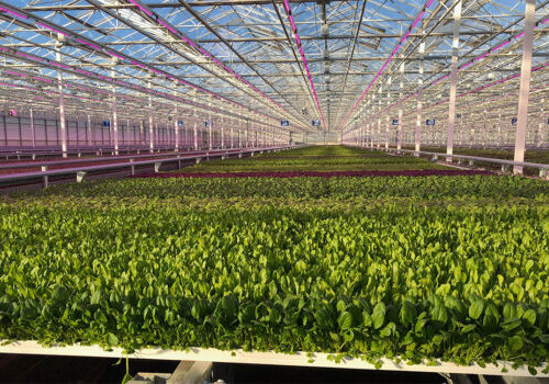 Greenswell Growers